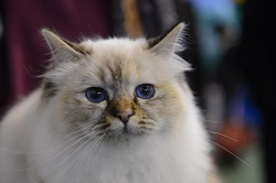 Kin-Narah Raijin  - gatto sacro di birmania
